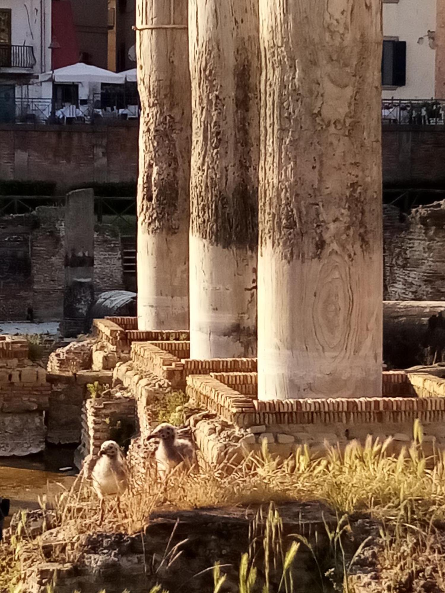 Il Nido Della Quaglia Bed & Breakfast Pozzuoli Dış mekan fotoğraf